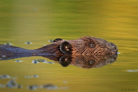 Mammals Of Wetlands Beaver Mammals Beaver Wetland