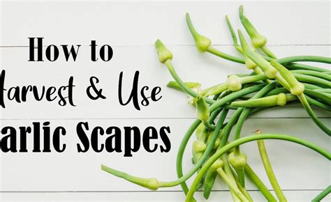 How To Harvest And Use Garlic Scapes Lonely Pines Farm