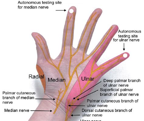 Ulnar Nerve Hand Anatomy