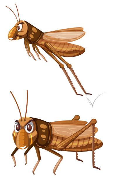 Cricket Insect Illustrations Royalty Free Vector Graphics And Clip Art