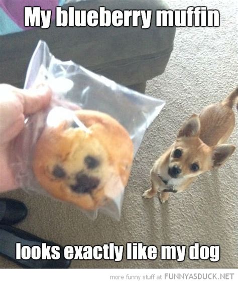 Muffin Dog Funny As Duck