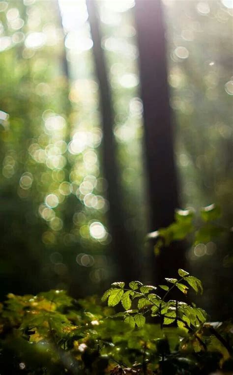 Forest 森林 Forest Bokeh Photography