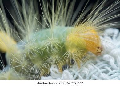 Closeup Tussock Moth Larvae Caterpillar Stock Photo