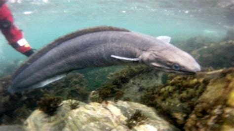 Conger Eel Free To Search For Love Bbc News