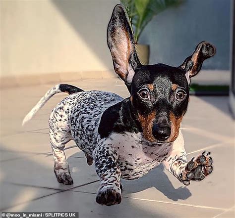 Adorable Dachshund With A Spotted Body Looks Like Hes Part Dalmatian