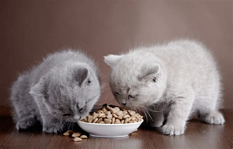 We hope our buying guide and recommendations list helped you find the best dry food for your cat. Vet recommended cat food | Northgate Vet