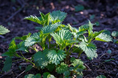 Edible Plants 7 Plants You Can Actually Eat In The Wild Mossy Oak