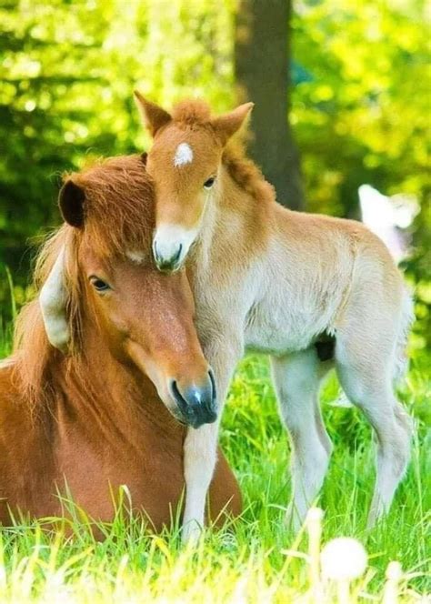 Pin By Evelynfear On Adorable And Sweet Cute Baby Horses Cute Horses