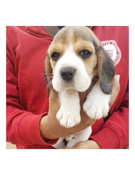 We have had her since she left her mum. Beagle Puppies For Sale . Gender Female