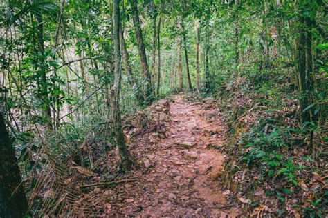 Walking Trail In Thai Tropical Forest Stock Photo Image Of Paradise