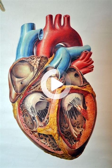 Anatomical Heart Is Medical Illustration Anatomical Heart Heart Anatomy