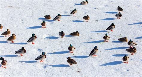 Ducks On The Snow In Winter Stock Photo Image Of Bird Spring 142186758