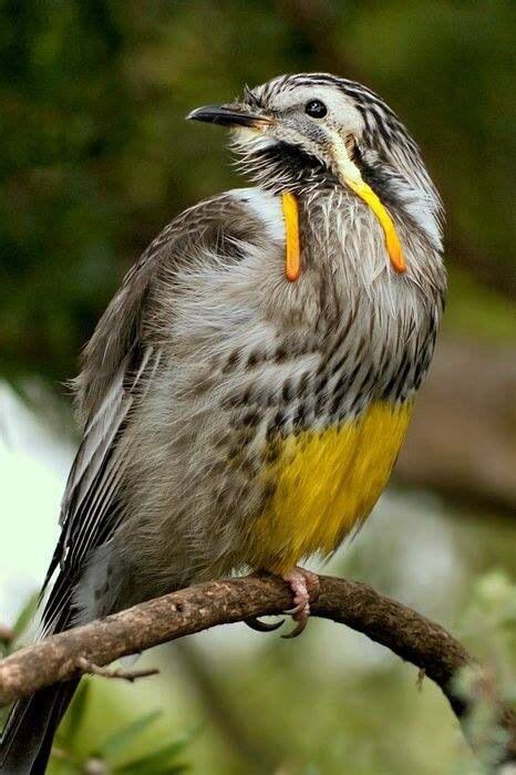 Yellow Wattle Bird Colorful Birds Australian Birds Pretty Birds