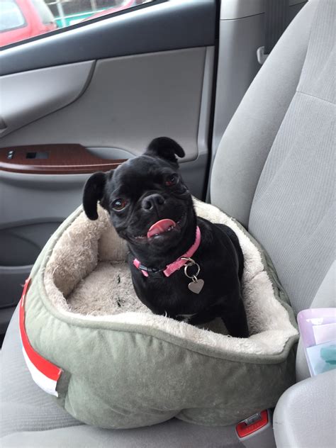 My Pug Obsession — Jj And Nita Submission From