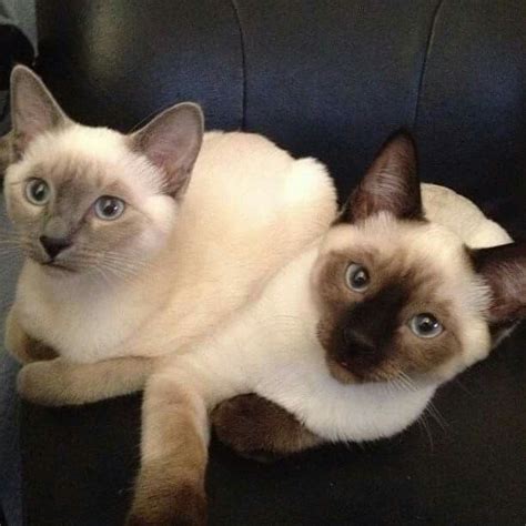 The original siamese cat and arguably the most aristocratic. Blue Point Siamese (L), Seal Point Siamese (R) | Siamese ...
