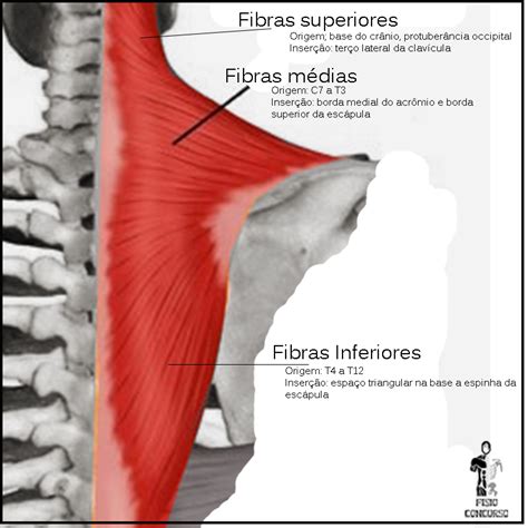 Trapézio Origem E Inserção