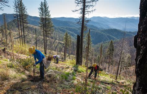 Ten Frequently Asked Questions About Tree Planting National Forest
