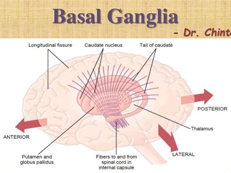 The basal ganglia are surrounded by a white mass of the cerebral hemisphere, and the individual nuclei that enter into their composition build the walls of the. Basal ganglia