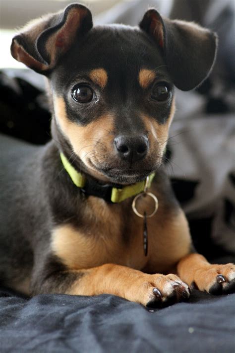 baby batman | Doberman pinscher puppy, Miniature pinscher ...