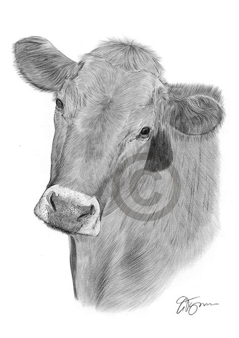 Cow Pencil Drawing Art Print A4a3 Signed Artwork By Uk Artist Ebay