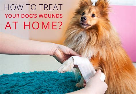How To Treat Your Dogs Wounds At Home Pet Health And Pet Care Tips