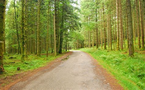 Forest Trees Nature Roads High Resolution Pictures Wallpaper Nature And Landscape Wallpaper