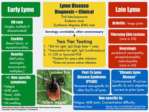 Lyme Diseasewhat To Know