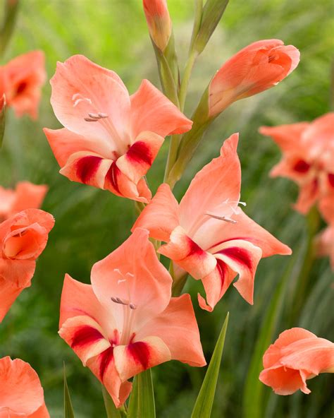 Hardy Pink Gladiolus Bulbs For Sale Online Nathalie Easy To Grow Bulbs