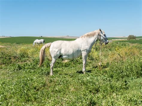 White Horses In Field In Sunny Day Stock Image Colourbox