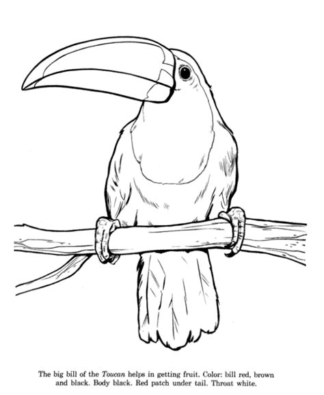 Maybe you would like to learn more about one of these? Animal Drawings Coloring Pages | Toucan bird ...