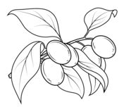 Lychee coloring page | Free Printable Coloring Pages