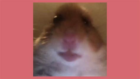 Staring Hamster Meme Pfp ~ Hamster Meme Pfp For Tiktok Easily Share