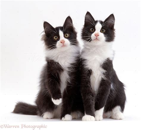 Two Black And White Kittens Photo Wp15720
