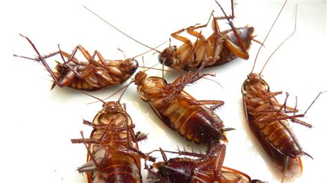 Are Cockroaches A Health Risk Bug A Way