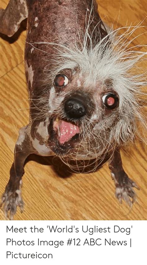 Meet The Worlds Ugliest Dog Photos Image 12 Abc News Pictureicon