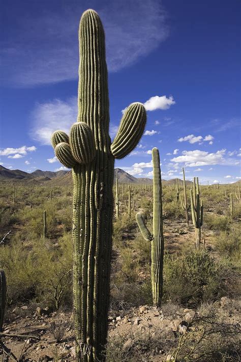 Cactus Desert Saguaro Dry Nature Southwest Arizona Cacti Sky