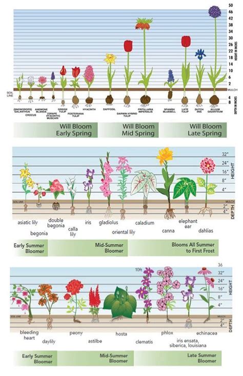 Gardening Bloom Time Charts For Fall Planted Bulbs