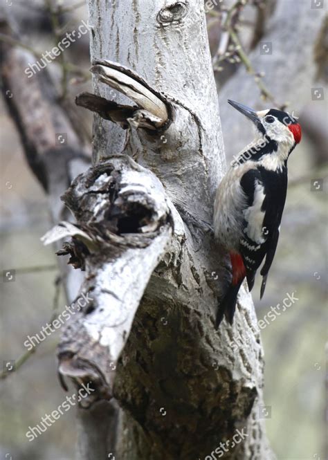 Syrian Woodpecker Dendrocopos Syriacus Looks Food Editorial Stock Photo
