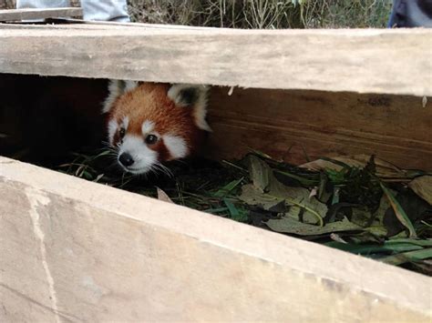 Red Panda Attacked By Dogs Rescued By Locals