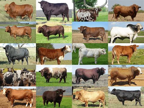 cattle farming everythig you want to know beefmaster