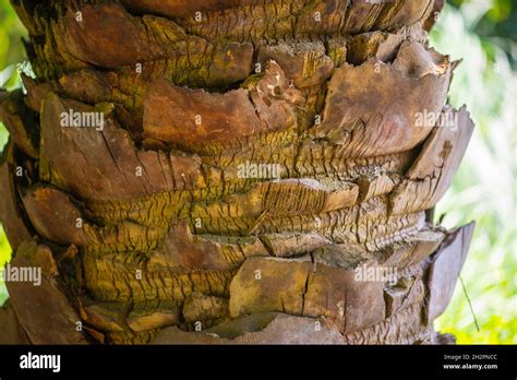 Palm Bark In The Botanical Garden In Batumi Stock Photo Alamy