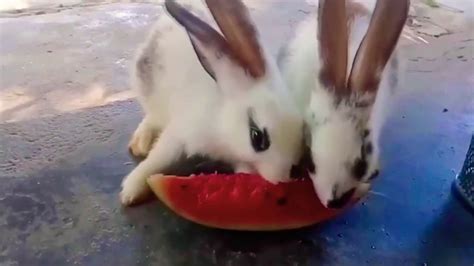 Rabbits Eating Watermelon Youtube