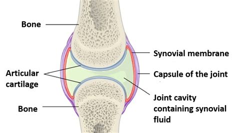Synovial Joints Types And Typical Synovial Joint