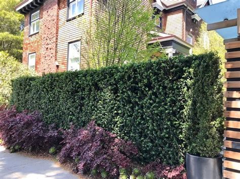 Small Garden 11 Best Hedges For Screening And Privacy Small Patio