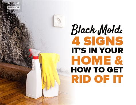 4 Signs Your Home Has Toxic Black Mold And How To Get Rid Of It