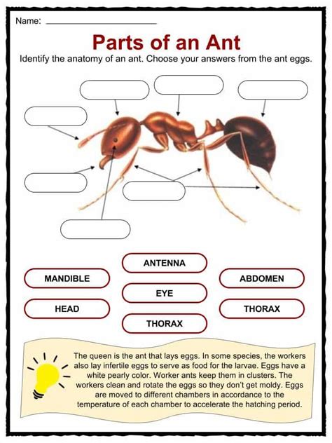 Ant Facts, Worksheets & Information For Kids | Insects for kids, Ants