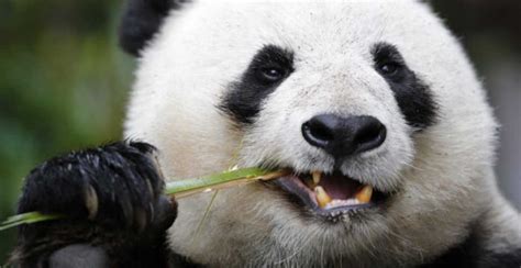 Can Panda Kill Human
