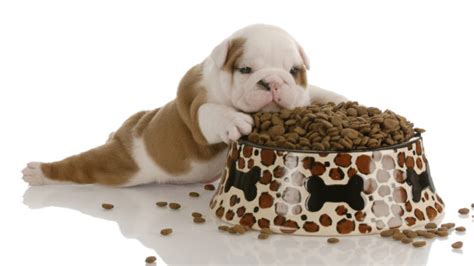 1 von 3 wechsle zu seite. Wie kann man einen Hundewelpen richtig ernähren? | Du ...