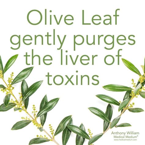 Medical Medium On Instagram Olive Leaf Gently Purges The Liver Of