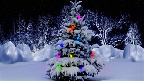 Snow Covered Christmas Tree With Beautiful Lights Hd Christmas Tree
